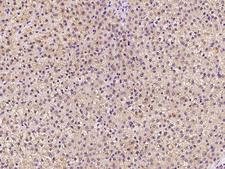 C3orf52 / TTMP Antibody - Immunochemical staining of human C3orf52 in human liver with rabbit polyclonal antibody at 1:100 dilution, formalin-fixed paraffin embedded sections.