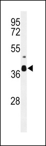 C3orf58 Antibody - Western blot of CC058 Antibody in mouse cerebellum tissue lysates (35 ug/lane). CC058 (arrow) was detected using the purified antibody.