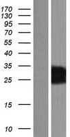 C3orf62 Protein - Western validation with an anti-DDK antibody * L: Control HEK293 lysate R: Over-expression lysate