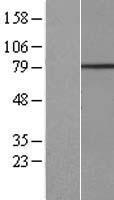 C3orf67 Protein - Western validation with an anti-DDK antibody * L: Control HEK293 lysate R: Over-expression lysate