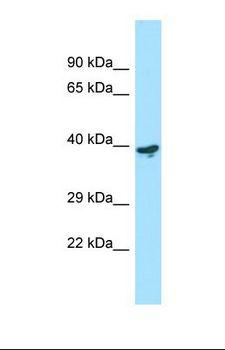 C4.4A / LYPD3 Antibody - Western blot of Human THP-1. LYPD3 antibody dilution 1.0 ug/ml.  This image was taken for the unconjugated form of this product. Other forms have not been tested.
