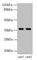 C4.4A / LYPD3 Antibody - Western blot All lanes: LYPD3 antibody at 4µg/ml Lane 1: MCF-7 whole cell lysate Lane 2: Mouse stomach tissue Secondary Goat polyclonal to rabbit IgG at 1/10000 dilution Predicted band size: 36 kDa Observed band size: 36 kDa