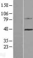 C4.4A / LYPD3 Protein - Western validation with an anti-DDK antibody * L: Control HEK293 lysate R: Over-expression lysate