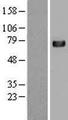 C4BPA / C4BP Alpha Protein - Western validation with an anti-DDK antibody * L: Control HEK293 lysate R: Over-expression lysate