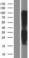 C4BPB / C4BP Beta Protein - Western validation with an anti-DDK antibody * L: Control HEK293 lysate R: Over-expression lysate