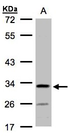 C4orf19 Antibody - Sample (30 ug whole cell lysate). A: H1299. 10% SDS PAGE. C4orf19 antibody diluted at 1:1000