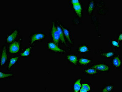 C4orf20 / UFSP2 Antibody - Immunofluorescent analysis of Hela cells using UFSP2 Antibody at dilution of 1:100 and Alexa Fluor 488-congugated AffiniPure Goat Anti-Rabbit IgG(H+L)