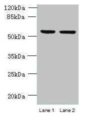C4orf20 / UFSP2 Antibody - Western blot All lanes: UFSP2 antibody at 4µg/ml Lane 1: HepG2 whole cell lysate Lane 2: NIH/3T3 whole cell lysate Secondary Goat polyclonal to rabbit IgG at 1/10000 dilution Predicted band size: 54 kDa Observed band size: 54 kDa