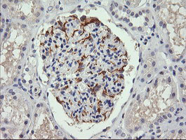 C4orf22 Antibody - IHC of paraffin-embedded Human Kidney tissue using anti-C4orf22 mouse monoclonal antibody.