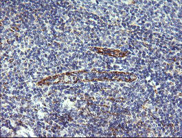 C4orf22 Antibody - IHC of paraffin-embedded Human tonsil using anti-C4orf22 mouse monoclonal antibody.