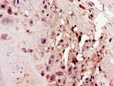 C4orf26 Antibody - Immunohistochemistry of paraffin-embedded human placenta tissue using ODAPH Antibody at dilution of 1:100