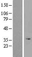 C4orf26 Protein - Western validation with an anti-DDK antibody * L: Control HEK293 lysate R: Over-expression lysate