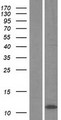 C4orf3 Protein - Western validation with an anti-DDK antibody * L: Control HEK293 lysate R: Over-expression lysate