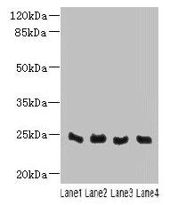C4orf33 Antibody - Western blot All lanes: C5orf45 antibody at 4µg/ml Lane 1: Mouse liver tissue Lane 2: Mouse kidney tissue Lane 3: Mouse lung tissue Lane 4: Mouse heart tissue Secondary Goat polyclonal to rabbit IgG at 1/10000 dilution Predicted band size: 23 kDa Observed band size: 23 kDa
