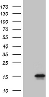 C4orf36 Antibody - HEK293T cells were transfected with the pCMV6-ENTRY control. (Left lane) or pCMV6-ENTRY C4orf36. (Right lane) cDNA for 48 hrs and lysed. Equivalent amounts of cell lysates. (5 ug per lane) were separated by SDS-PAGE and immunoblotted with anti-C4orf36. (1:2000)