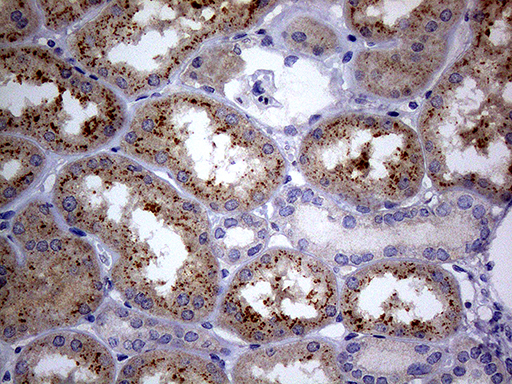 C4orf36 Antibody - Immunohistochemical staining of paraffin-embedded Human Kidney tissue within the normal limits using anti-C4orf36 mouse monoclonal antibody. (Heat-induced epitope retrieval by 1mM EDTA in 10mM Tris buffer. (pH8.5) at 120°C for 3 min. (1:150)
