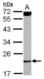 C4orf43 Antibody - Sample (30 ug of whole cell lysate) A: 293T 12% SDS PAGE C4orf43 antibody diluted at 1:1000