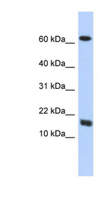 C4orf46 Antibody - C4orf46 antibody Western blot of Transfected 293T cell lysate. This image was taken for the unconjugated form of this product. Other forms have not been tested.