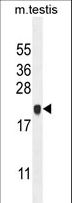 C4orf46 Antibody - C4orf46 Antibody western blot of mouse testis tissue lysates (35 ug/lane). The C4orf46 antibody detected the C4orf46 protein (arrow).
