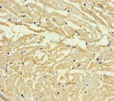 C4orf46 Antibody - Immunohistochemistry of paraffin-embedded human heart tissue using C4orf46 Antibody at dilution of 1:100