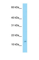 C4orf46 Antibody - C4orf46 antibody Western blot of 293T Cell lysate. Antibody concentration 1 ug/ml.  This image was taken for the unconjugated form of this product. Other forms have not been tested.