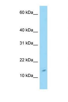 C4orf46 Antibody - C4orf46 antibody Western blot of 293T Cell lysate. Antibody concentration 1 ug/ml.  This image was taken for the unconjugated form of this product. Other forms have not been tested.