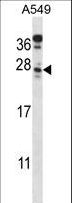 C4orf49 / OSAP Antibody - C4orf49 Antibody western blot of A549 cell line lysates (35 ug/lane). The C4orf49 antibody detected the C4orf49 protein (arrow).