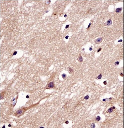 C4orf49 / OSAP Antibody - C4orf49 Antibody immunohistochemistry of formalin-fixed and paraffin-embedded human brain tissue followed by peroxidase-conjugated secondary antibody and DAB staining.
