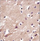 C4orf49 / OSAP Antibody - C4orf49 Antibody immunohistochemistry of formalin-fixed and paraffin-embedded human brain tissue followed by peroxidase-conjugated secondary antibody and DAB staining.