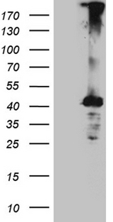 C4orf49 / OSAP Antibody - HEK293T cells were transfected with the pCMV6-ENTRY control. (Left lane) or pCMV6-ENTRY MGARP. (Right lane) cDNA for 48 hrs and lysed. Equivalent amounts of cell lysates. (5 ug per lane) were separated by SDS-PAGE and immunoblotted with anti-MGARP. (1:2000)