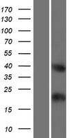 C4orf51 Protein - Western validation with an anti-DDK antibody * L: Control HEK293 lysate R: Over-expression lysate