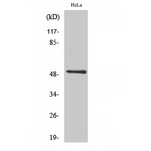 C5AR1 / CD88 / C5a Receptor Antibody - Western blot of CD88 antibody
