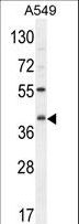 C5AR1 / CD88 / C5a Receptor Antibody - C5AR1 Antibody western blot of A549 cell line lysates (35 ug/lane). The C5AR1 antibody detected the C5AR1 protein (arrow).