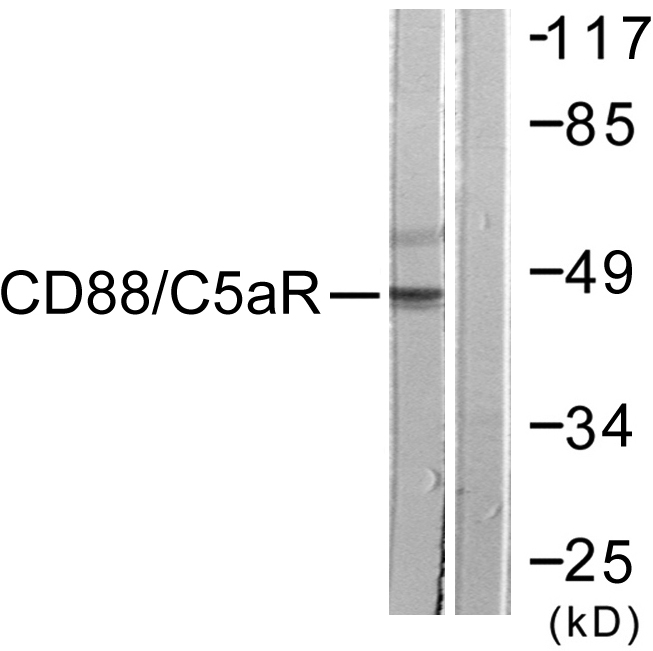 C5AR1 / CD88 / C5a Receptor Antibody - Western blot analysis of lysates from HeLa cells, treated with PMA 125ng/ml 30', using CD88/C5aR Antibody. The lane on the right is blocked with the synthesized peptide.
