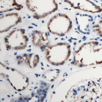C5AR1 / CD88 / C5a Receptor Antibody - Immunohistochemical analysis of CD88 staining in human kidney formalin fixed paraffin embedded tissue section. The section was pre-treated using heat mediated antigen retrieval with sodium citrate buffer (pH 6.0). The section was then incubated with the antibody at room temperature and detected using an HRP conjugated compact polymer system. DAB was used as the chromogen. The section was then counterstained with hematoxylin and mounted with DPX.