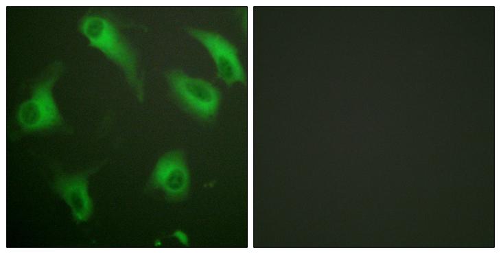 C5AR1 / CD88 / C5a Receptor Antibody - Peptide - + Immunofluorescence analysis of HeLa cells, using CD88/C5aR (Ab-338) antibody.