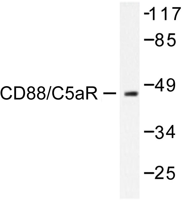 C5AR1 / CD88 / C5a Receptor Antibody - Western blot of CD88/C5aR (S334) pAb in extracts from HeLa cells treated with PMA 125ng/ml 30'.