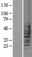 C5AR1 / CD88 / C5a Receptor Protein - Western validation with an anti-DDK antibody * L: Control HEK293 lysate R: Over-expression lysate