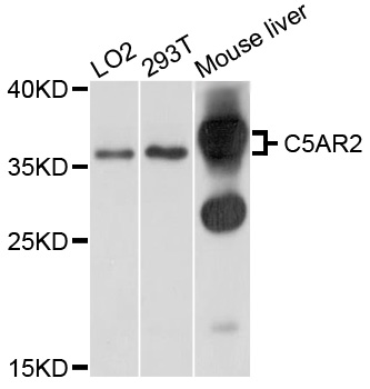 C5AR2 / GPR77 / C5L2 Antibody - Western blot analysis of extracts of various cell lines, using C5AR2 antibody at 1:1000 dilution. The secondary antibody used was an HRP Goat Anti-Rabbit IgG (H+L) at 1:10000 dilution. Lysates were loaded 25ug per lane and 3% nonfat dry milk in TBST was used for blocking. An ECL Kit was used for detection and the exposure time was 1s.