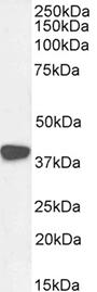 C5AR2 / GPR77 / C5L2 Antibody - Anti-Mouse C5aR2 (GPR77) (0.03µg/ml) staining of a mouse brain lysate (35µg protein in RIPA buffer). Primary incubation was 1 hour. Detected by chemiluminescence.