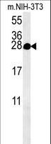 C5orf15 Antibody - KCT2 Antibody western blot of mouse NIH-3T3 cell line lysates (15 ug/lane). The KCT2 antibody detected the KCT2 protein (arrow).