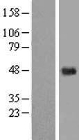 C5orf15 Protein - Western validation with an anti-DDK antibody * L: Control HEK293 lysate R: Over-expression lysate