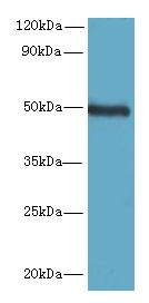 C5orf22 Antibody - Western blot. All lanes: C5orf22 antibody at 8 ug/ml+ Mouse brain tissue Goat polyclonal to rabbit at 1:10000 dilution. Predicted band size: 50 kDa. Observed band size: 50 kDa.