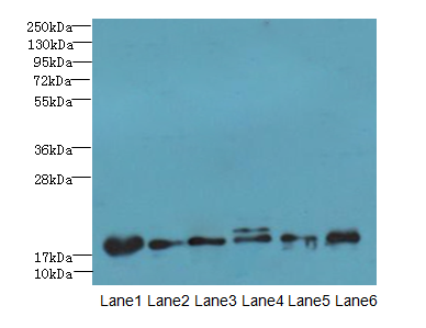 C5orf24 Antibody - Western blot. All lanes: C5orf24 antibody at 0.3 ug/ml. Lane 1: Mouse gonadal tissue. Lane 2: K562 whole cell lysate. Lane 3: Thp-1 whole cell lysate. Lane 4: U87 whole cell lysate. Lane 5: HepG-2 whole cell lysate. Lane 6: HeLa whole cell lysate. Secondary Goat polyclonal to Rabbit IgG at 1:10000 dilution. Predicted band size: 20 kDa. Observed band size: 20 kDa.