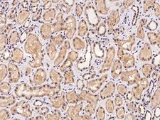 C5orf24 Antibody - Immunochemical staining of human C5orf24 in human kidney with rabbit polyclonal antibody at 1:100 dilution, formalin-fixed paraffin embedded sections.