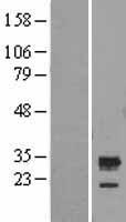 C5orf30 Protein - Western validation with an anti-DDK antibody * L: Control HEK293 lysate R: Over-expression lysate
