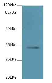 C5orf35 Antibody - Western blot. All lanes: SETD9 antibody at 6 ug/ml+K54- whole cell lysate Goat polyclonal to rabbit at 1:10000 dilution. Predicted band size: 34 kDa. Observed band size: 34 kDa.
