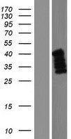 C5orf45 Protein - Western validation with an anti-DDK antibody * L: Control HEK293 lysate R: Over-expression lysate