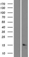 C5orf46 Protein - Western validation with an anti-DDK antibody * L: Control HEK293 lysate R: Over-expression lysate