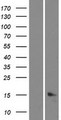 C5orf46 Protein - Western validation with an anti-DDK antibody * L: Control HEK293 lysate R: Over-expression lysate